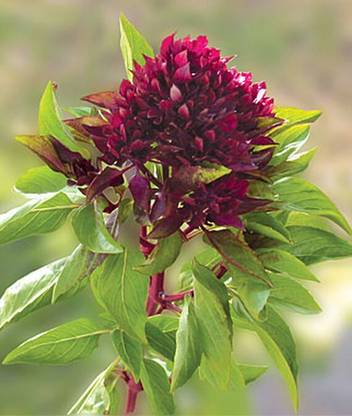 VibeX Basil Cardinal Seed