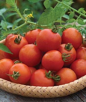 VibeX Mountain Magic Hybrid Tomato Seed