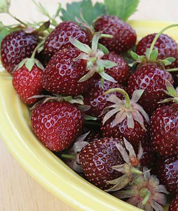 VibeX Strawberry, Purple Wonder Seed