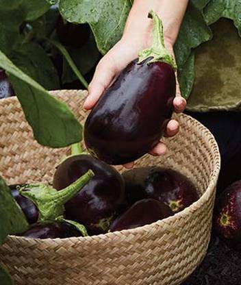 VibeX Eggplant, Green Knight Hybrid Seed