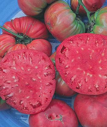 VibeX Giant Pink Belgium Tomato Seed