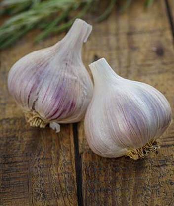 VibeX Georgia Crystal Garlic Seed