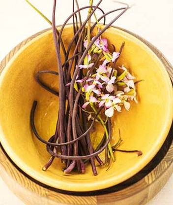 VibeX Dragon's Tail Radish Seed