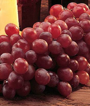 VibeX Reliance Seedless Grape Seed