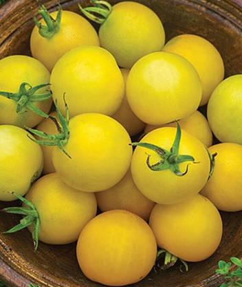 VibeX Honey Delight Hybrid Tomato Seed