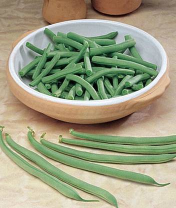 VibeX Bean, Fin de Bagnol Seed