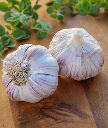 VibeX Organic Garlic, Russian Red Seed