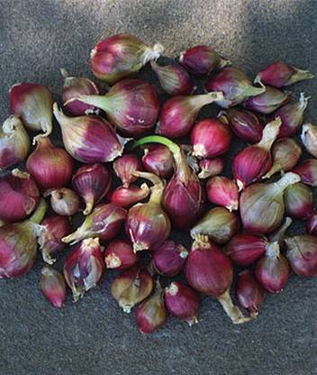 VibeX Onion, Egyptian Walking Onion Seed