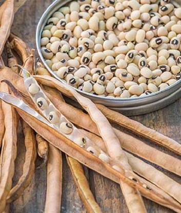 VibeX Organic Cowpea, California Blackeye No.5 Seed