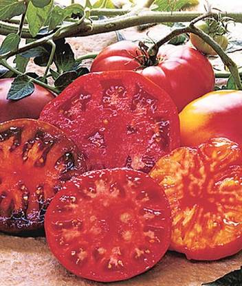 VibeX Super Sweet 100 Hybrid Tomato Seed