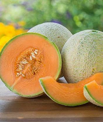 VibeX Hybrid Sugar Cube Melon Seed