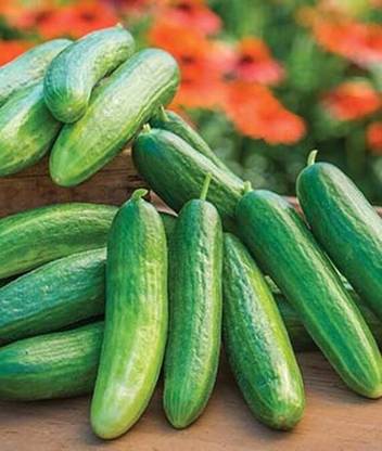 VibeX Lunchbox Hybrid Cucumber Seed