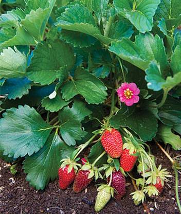 VibeX Tristan Strawberry Seed