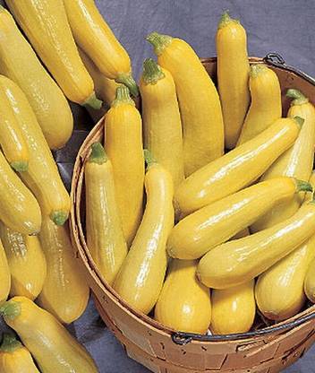 VibeX Winter Squash Seed