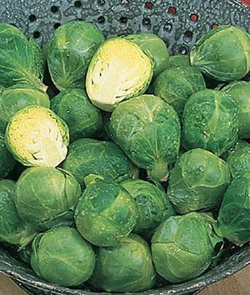 VibeX Organic Long Island Improved Brussels Sprouts Seed