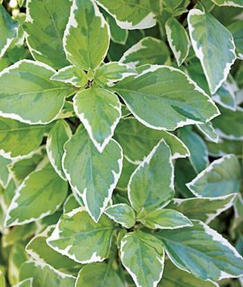 VibeX Pesto Perpetuo Basil Seed
