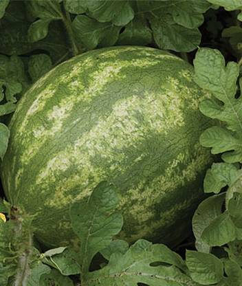 VibeX Red Ruby Hybrid Watermelon Seed