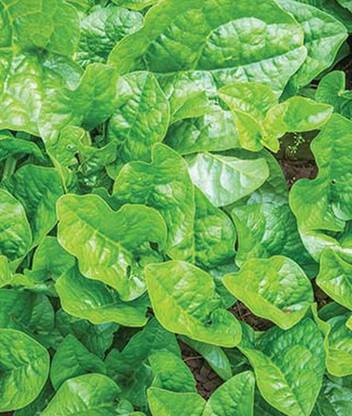 VibeX Green Stem Malabar Spinach Seed