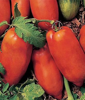 VibeX Polish Linguisa Tomato Seed
