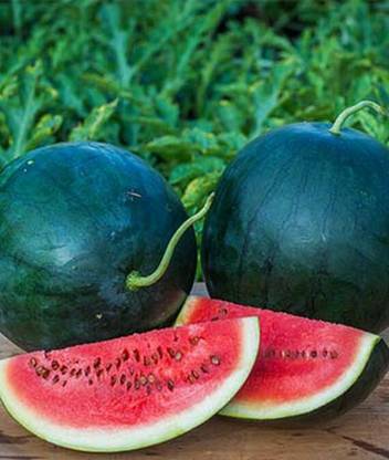 VibeX Blacktail Mountain Watermelon Seed