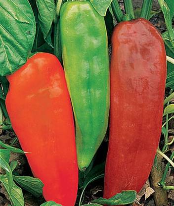 VibeX Sweet, Corno di Toro Pepper Seed