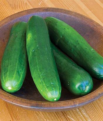 VibeX Hybrid Cucumber, Burpless Beauty Seed