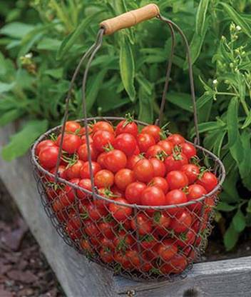VibeX Tomato, Cherry Baby Hybrid Seed