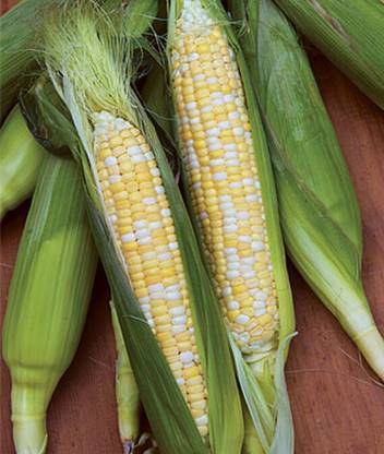 VibeX Corn, King Kool Hybrid Seed