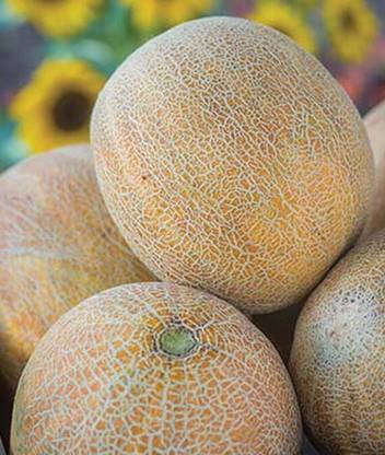 VibeX Cantaloupe, Melon Ambrosia Hybrid Seed