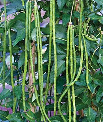 VibeX Asparagus Bean Yardlong Seed