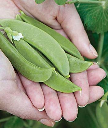VibeX Commercial Grade F1 Hybrid Super Snappy Pea Seed
