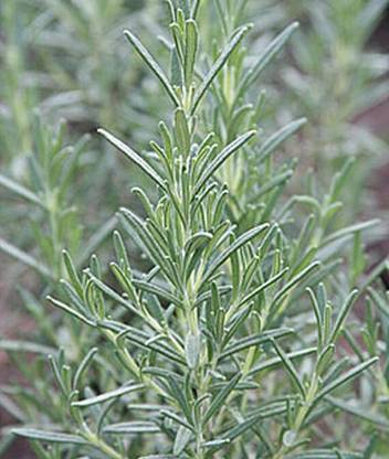 VibeX Arp Rosemary Seed