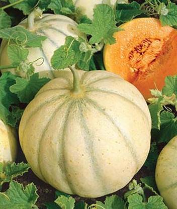 VibeX Charentais Melon Seed