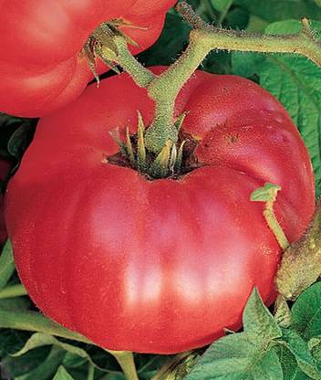 VibeX German Johnson Tomato Seed
