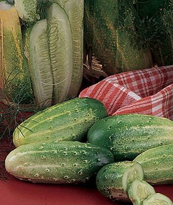 VibeX Organic Cucumber, Summer Dance Seed