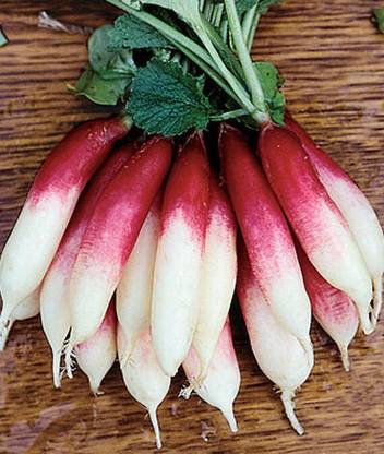 VibeX Radish, Fire 'N Ice Seed