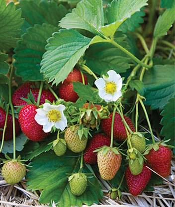 VibeX Elan F1 Strawberry Seed