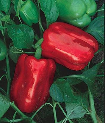 VibeX Chinese Giant Pepper Seed