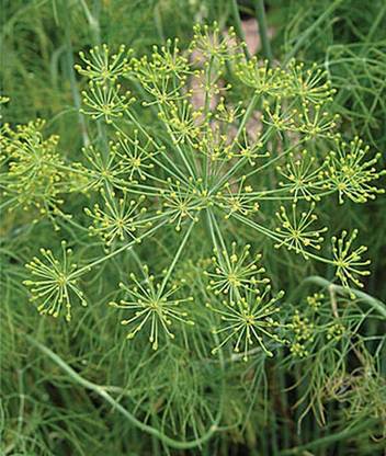 VibeX Elephant Dill Seed