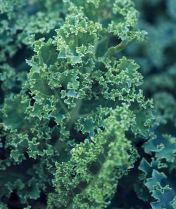 VibeX Dwarf Blue Curled Vates Kale Seed