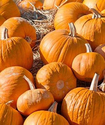 VibeX Pumpkin, Bush Seed