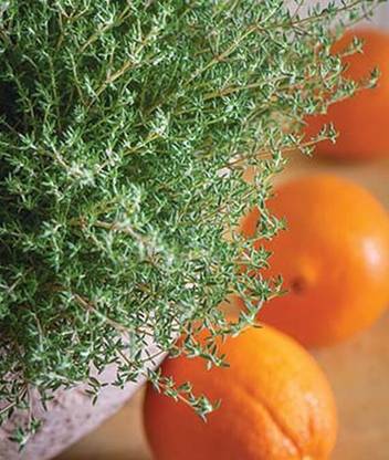 VibeX Thyme, Orangelo Seed