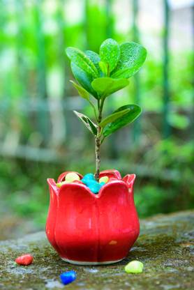 Jimkia Ceramic Plant Container, Small Desk Planter Pot, Red Flower Pot ( Only Pot) Plant Container Set