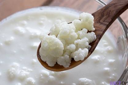 Kefir Culture MKG-555 MILK Granules