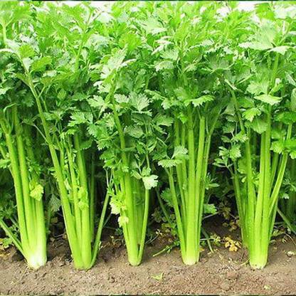VibeX Celery Seed