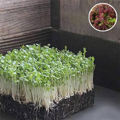 Biosnyg Lettuce Salad Lollo Rosso - Microgreen Seeds-[1gm Seeds] Seed
