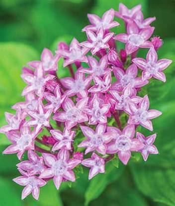VibeX Pentas Seed