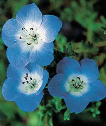 VibeX Nemophila Seed
