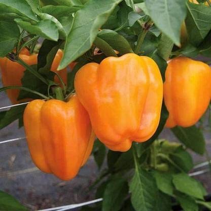 VibeX Capsicum Seed