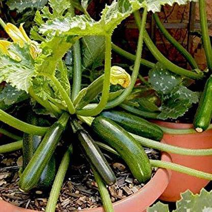 VibeX Squash Seed